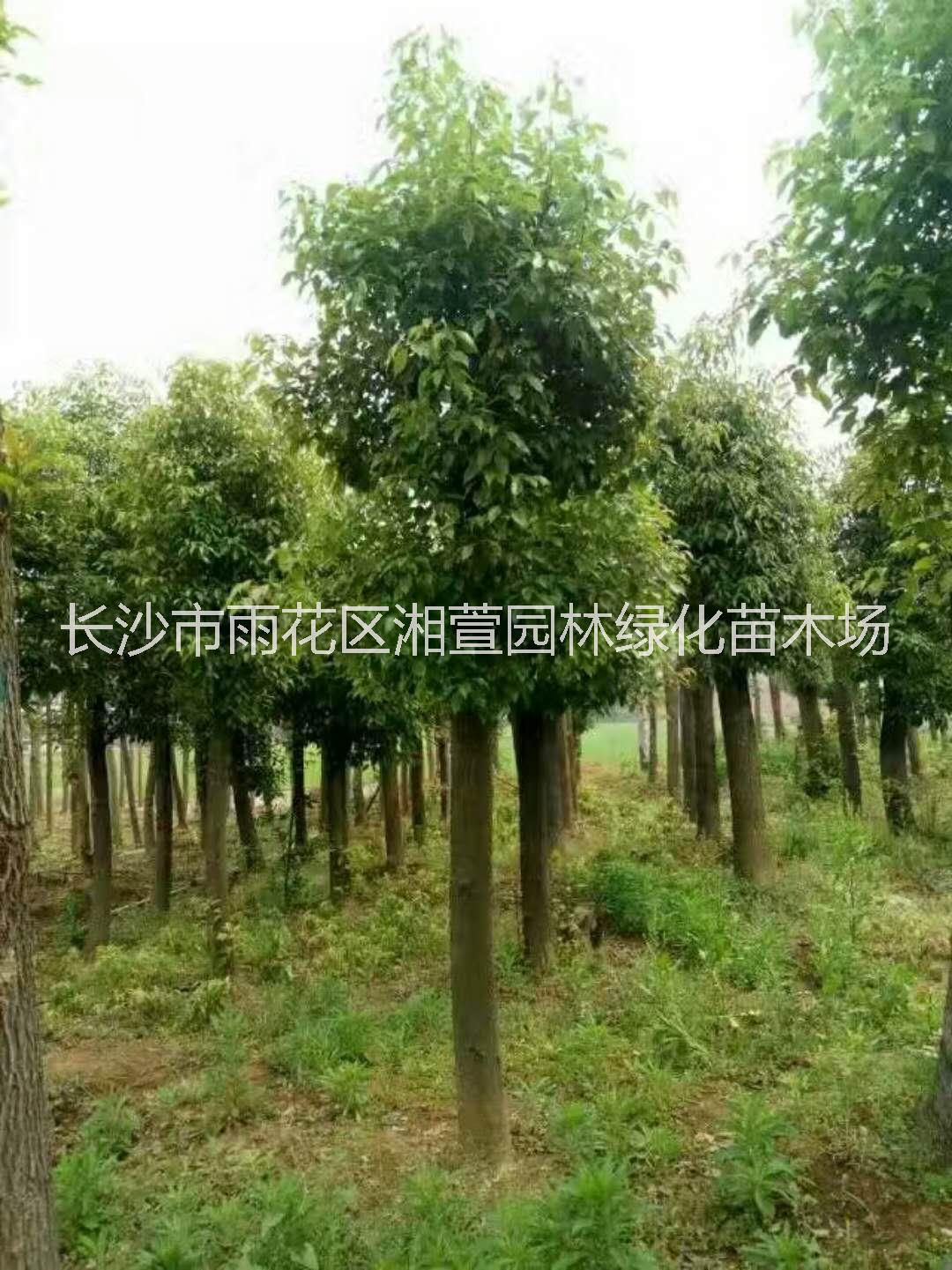 移栽香樟圖片/移栽香樟樣板圖 (1)