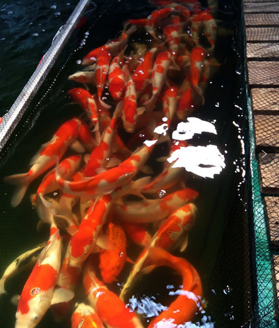 紅白錦鯉圖片/紅白錦鯉樣板圖 (2)