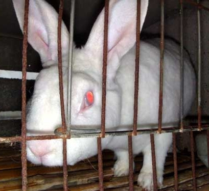 飼料專用硫酸鈣圖片/飼料專用硫酸鈣樣板圖 (3)