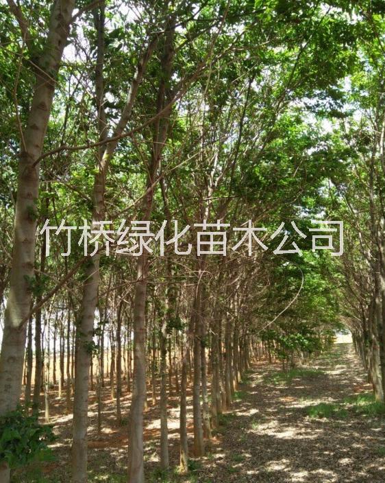 樸樹圖片/樸樹樣板圖 (2)