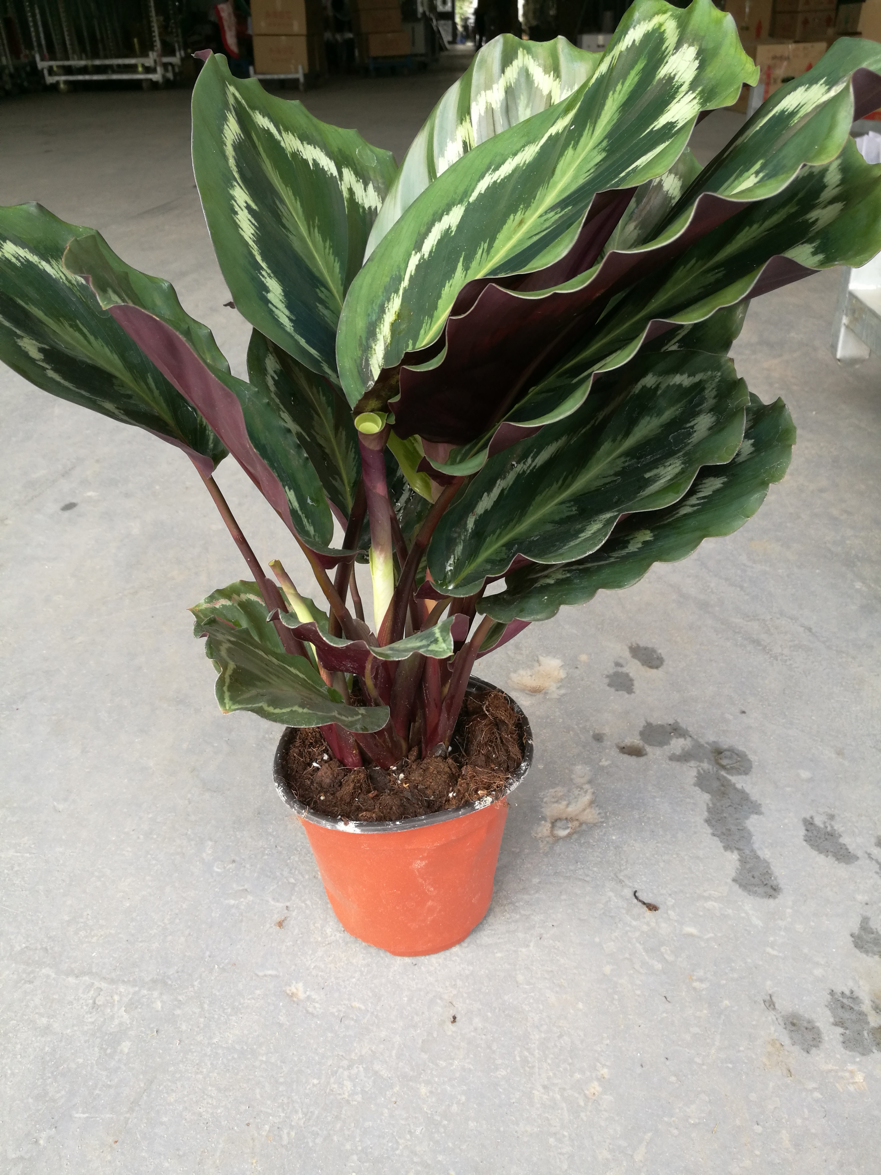 彩虹竹芋圖片/彩虹竹芋樣板圖 (1)