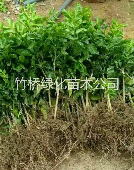 黃皮圖片/黃皮樣板圖 (3)