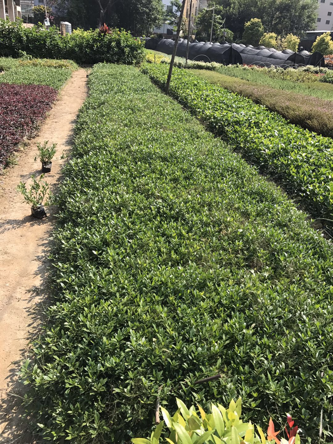 江西小葉梔子花批發(fā)商圖片/江西小葉梔子花批發(fā)商樣板圖 (4)