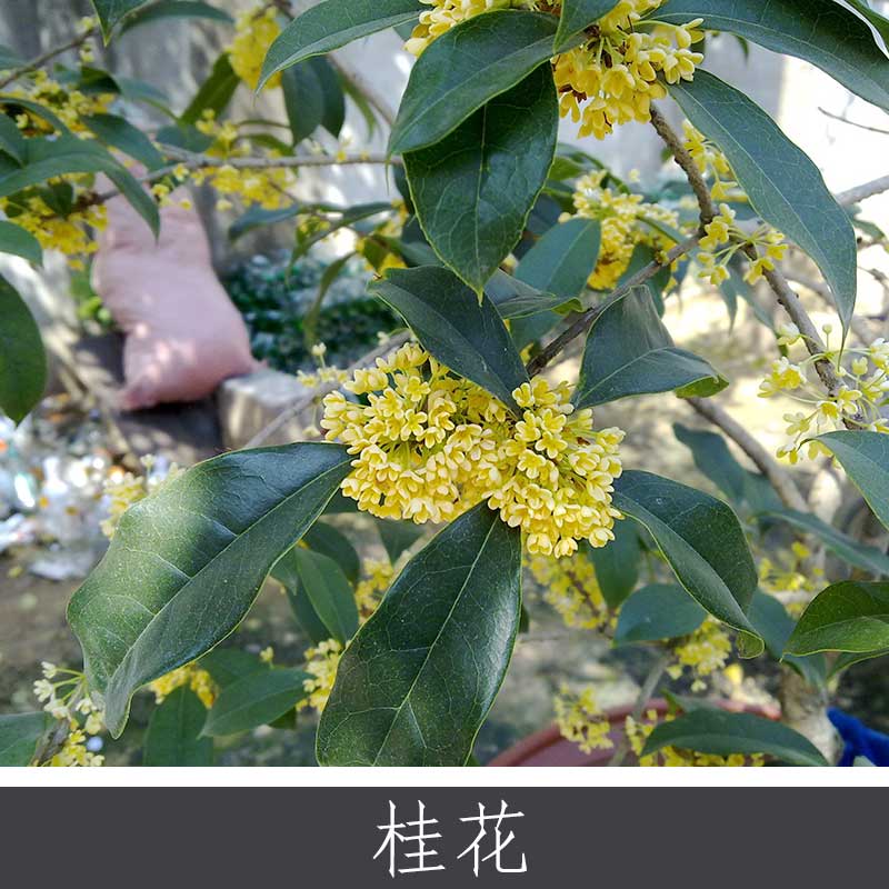 桂花圖片/桂花樣板圖 (2)