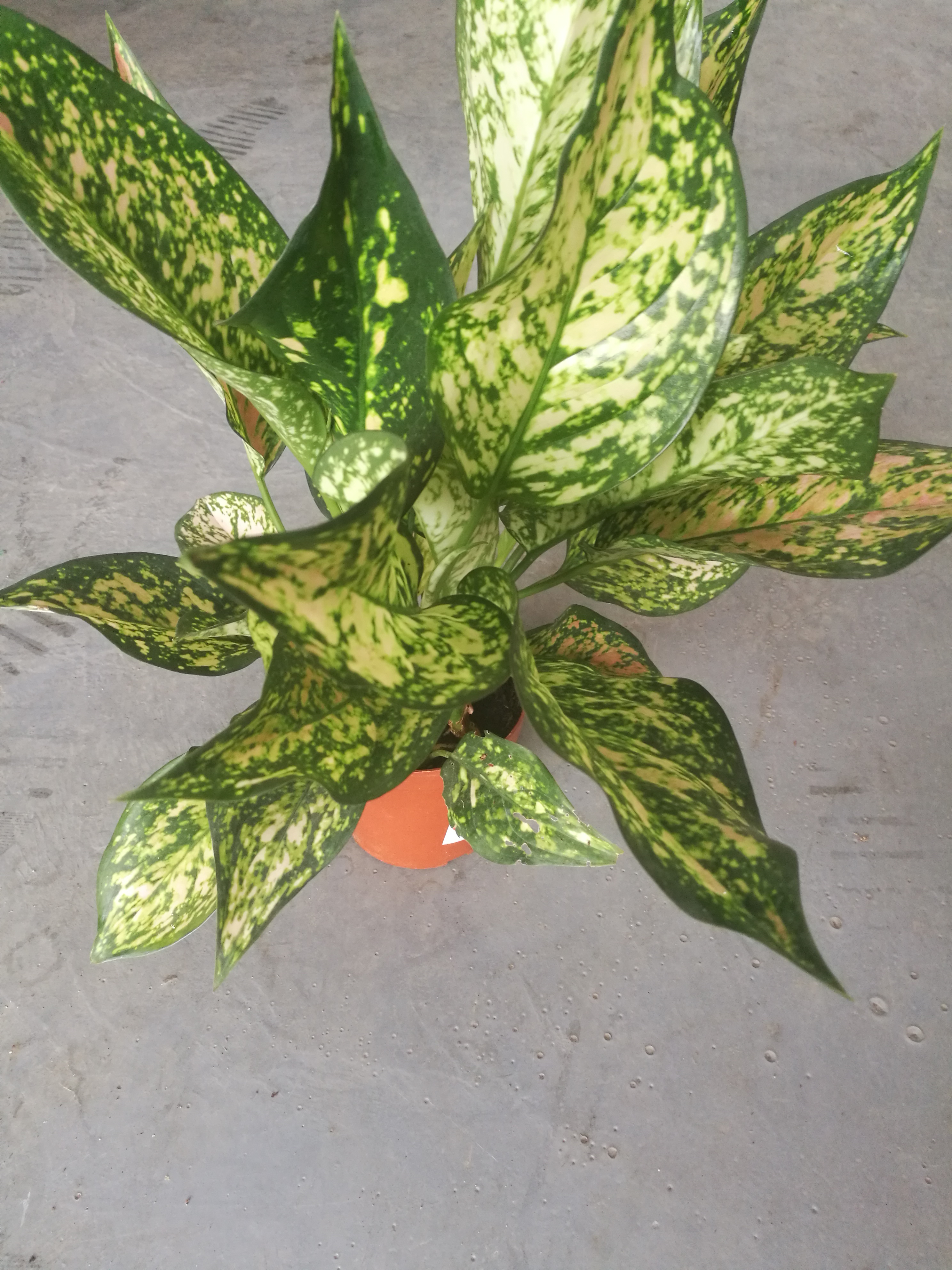 蝴蝶皇后圖片/蝴蝶皇后樣板圖 (1)