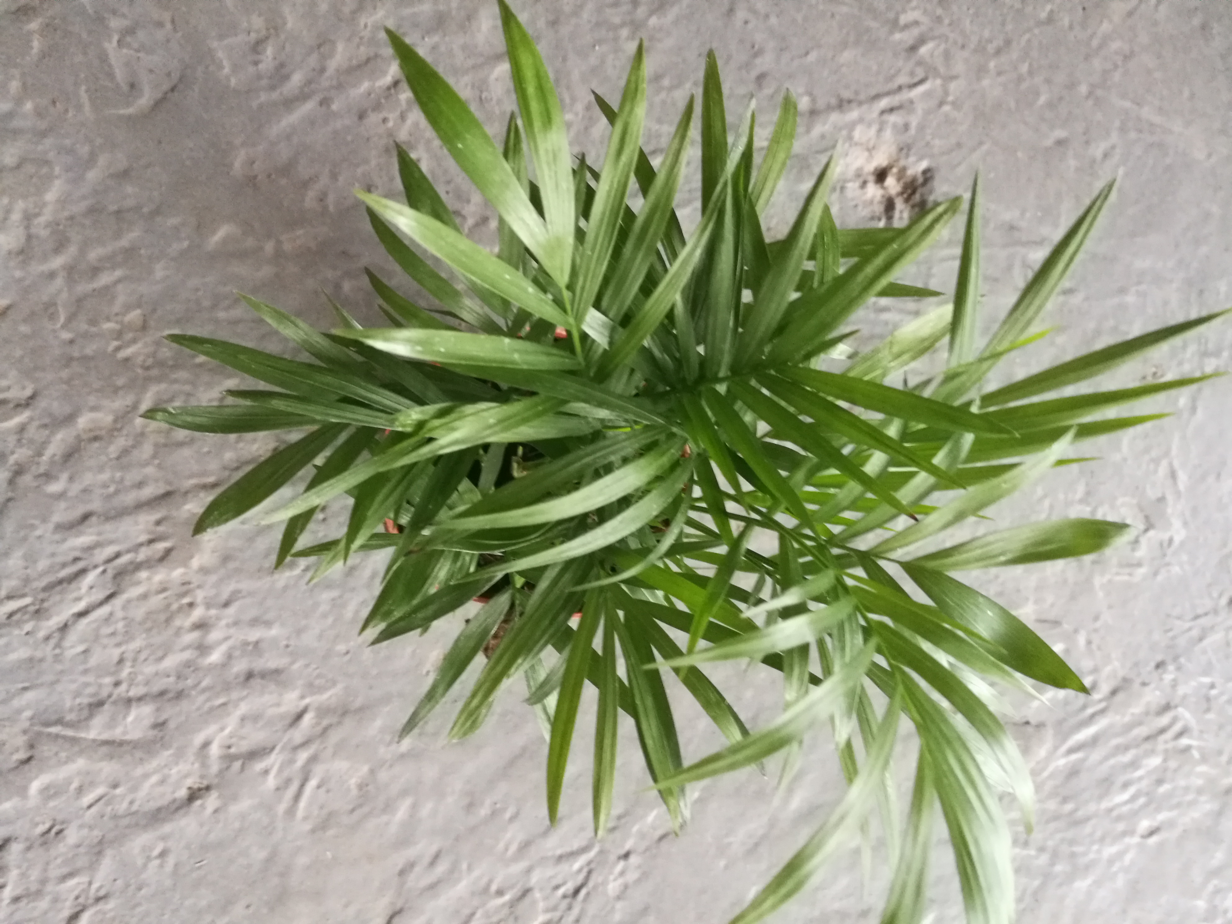 袖珍椰子圖片/袖珍椰子樣板圖 (2)