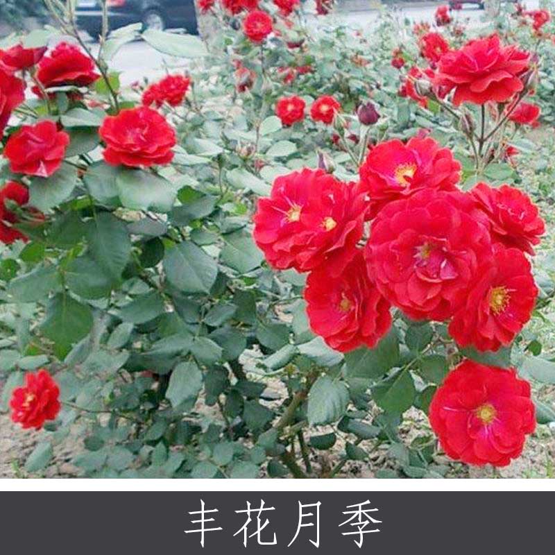 豐花月季圖片/豐花月季樣板圖 (2)