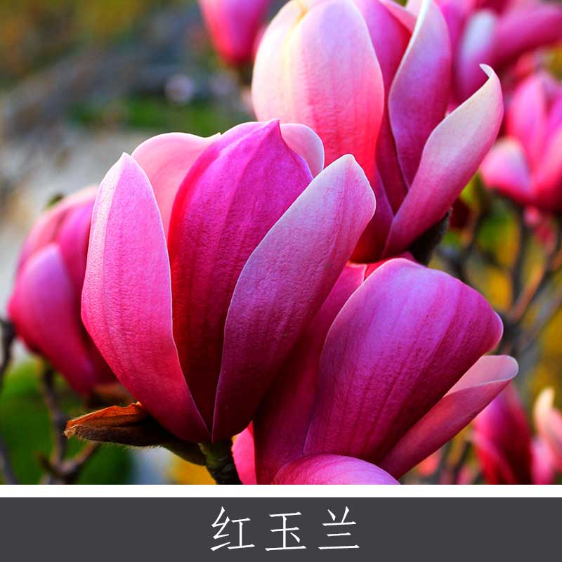 紅玉蘭 白紫黃玉蘭多款品種觀花樹(shù)木 落葉大灌木園區(qū)景區(qū)觀賞植物