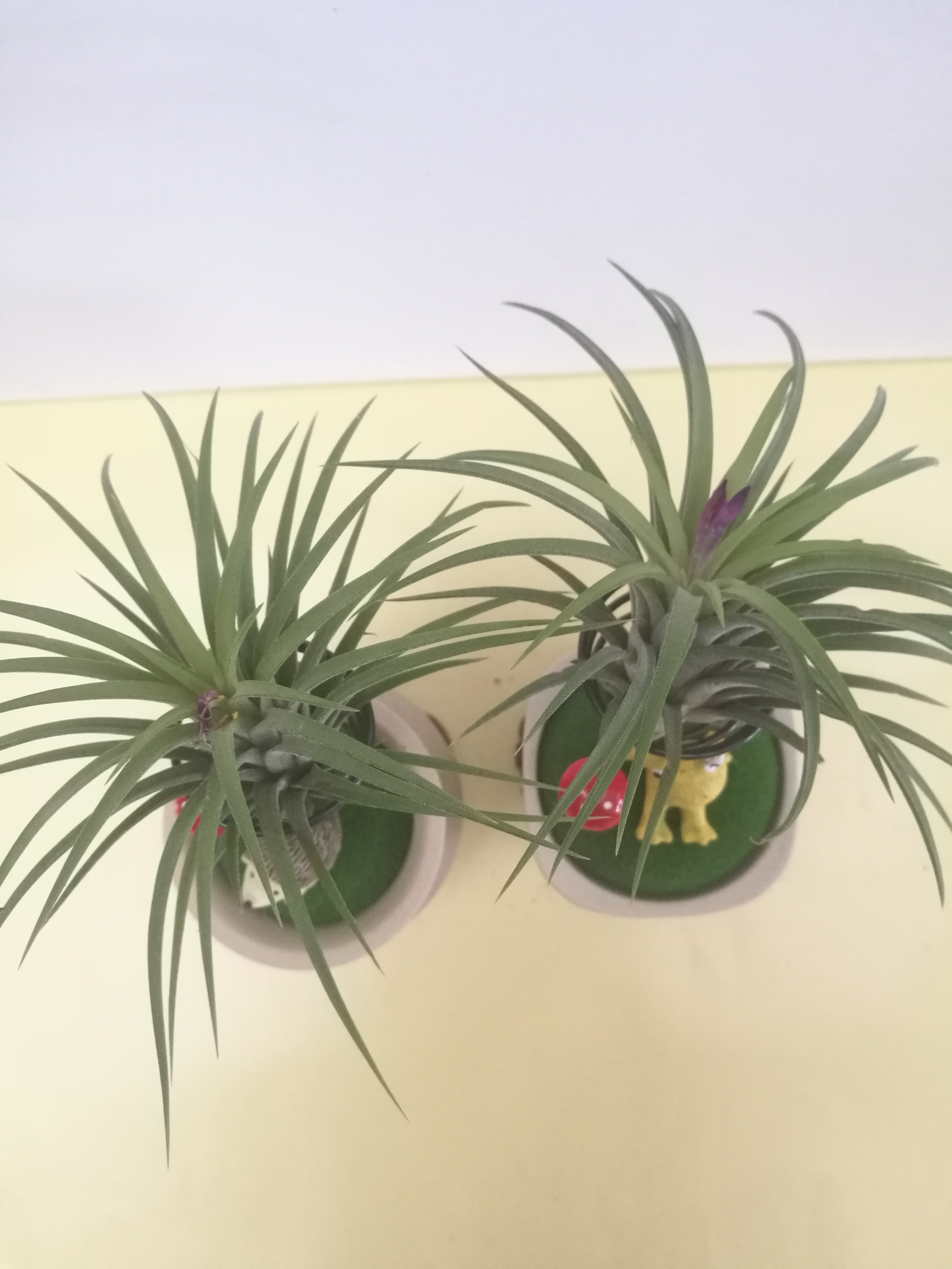 空氣鳳梨-文化杯圖片/空氣鳳梨-文化杯樣板圖 (4)