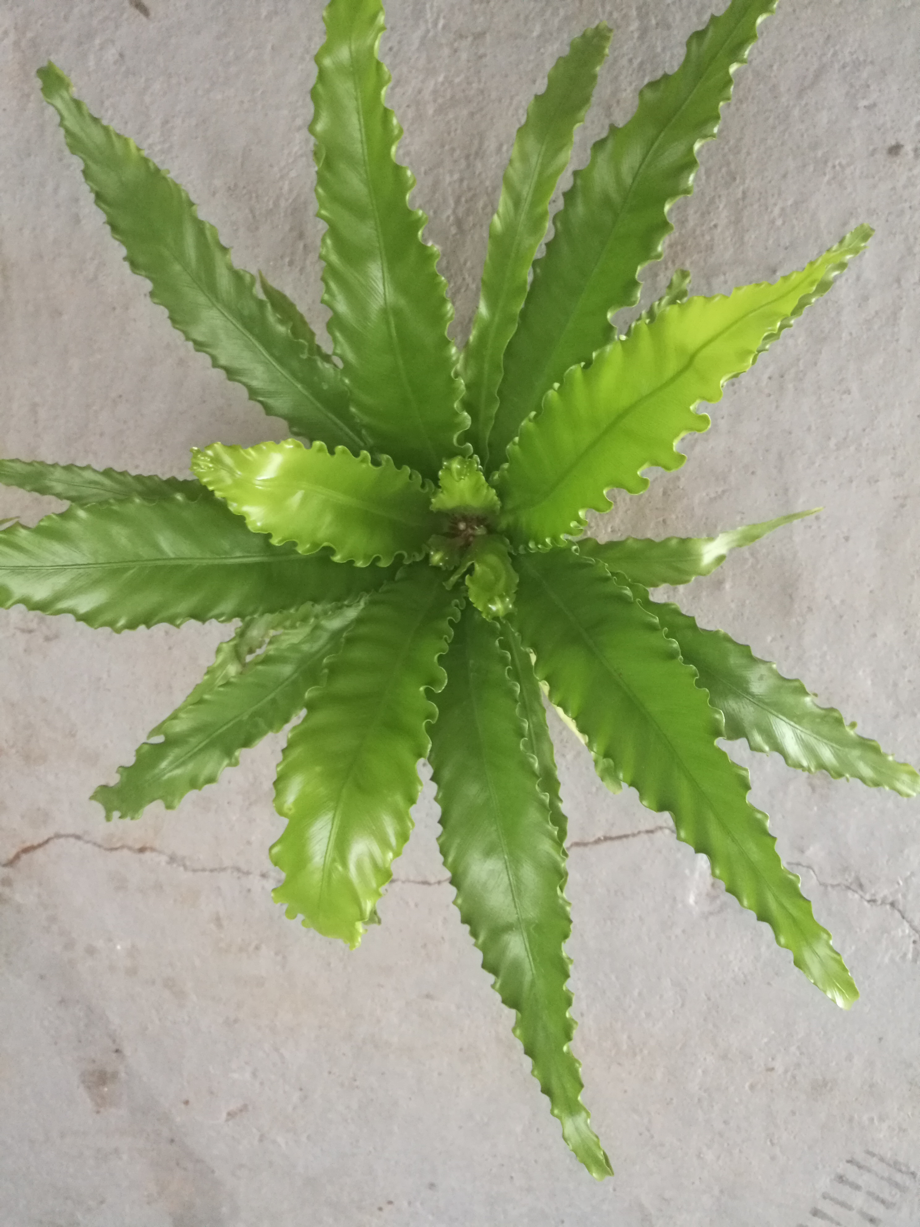 波葉鳥巢圖片/波葉鳥巢樣板圖 (3)