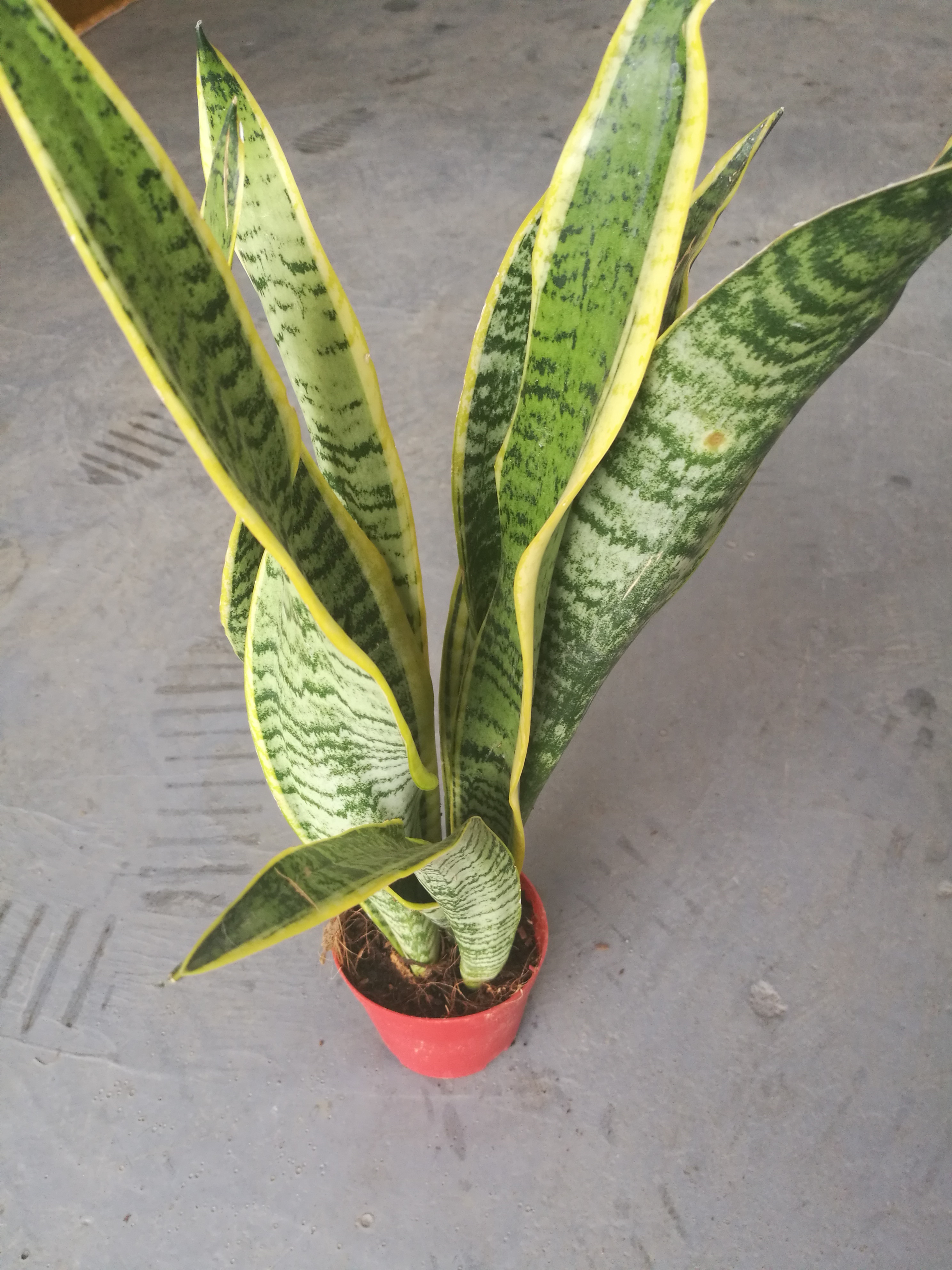 虎皮蘭圖片/虎皮蘭樣板圖 (3)