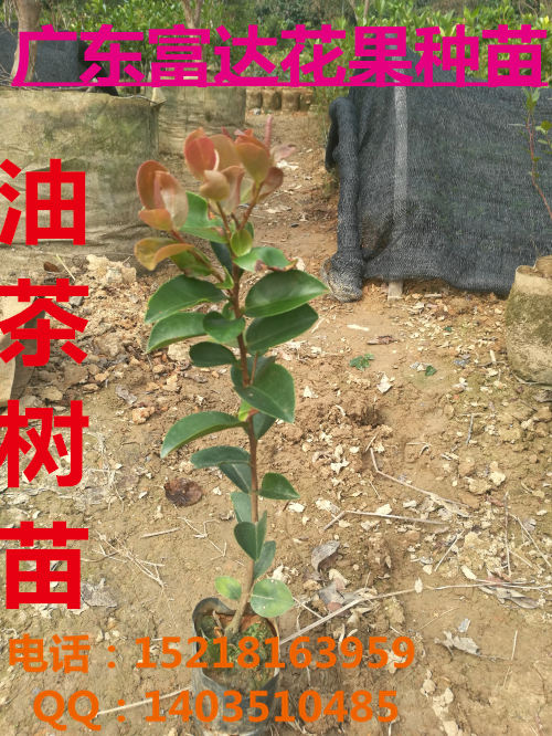 供應(yīng)油茶樹苗，茶籽苗，袋裝油茶樹苗