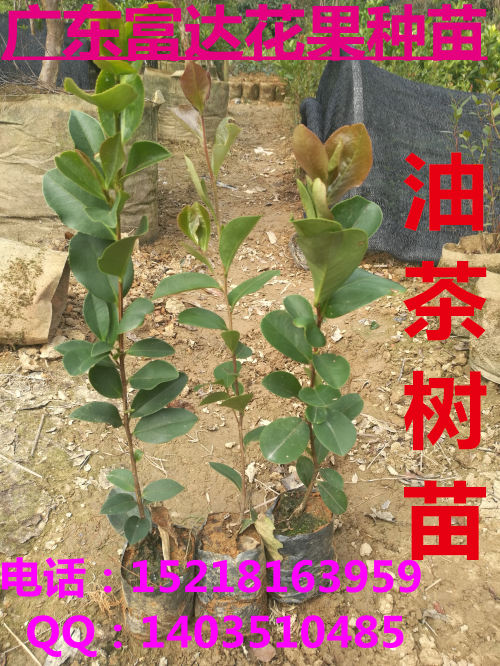 茶樹苗圖片/茶樹苗樣板圖 (3)