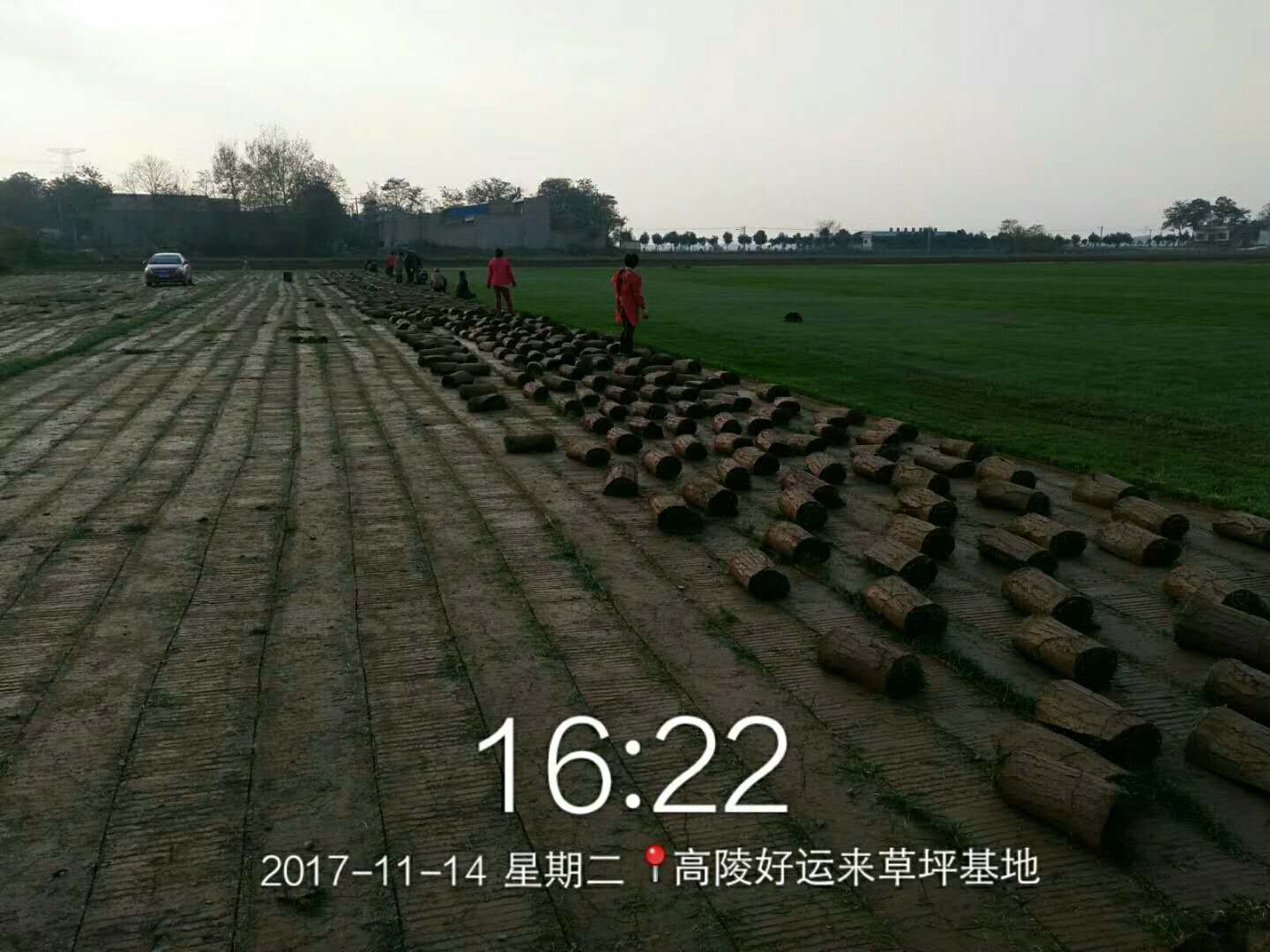 草皮圖片/草皮樣板圖 (2)