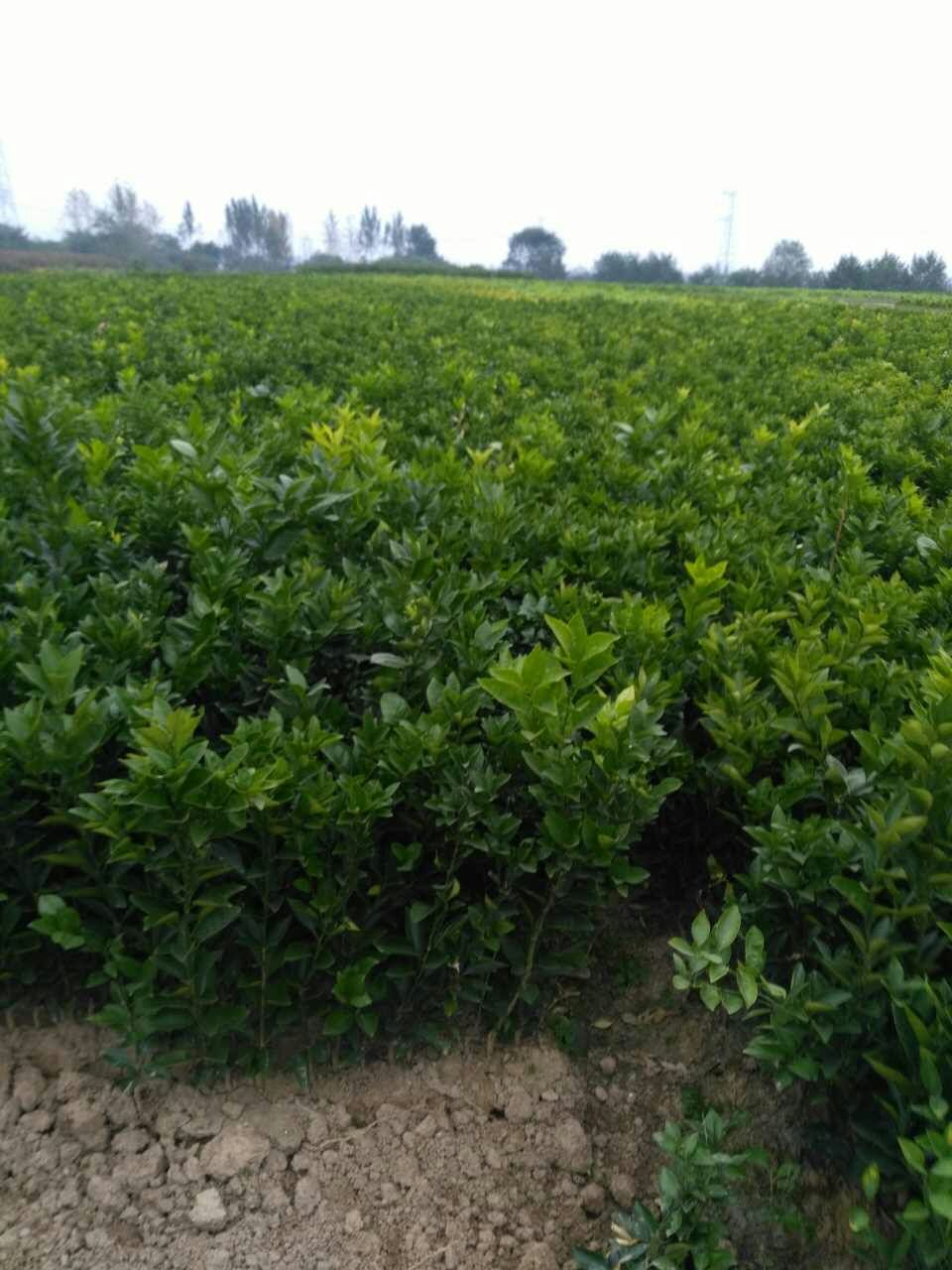 紅心臍橙苗圖片