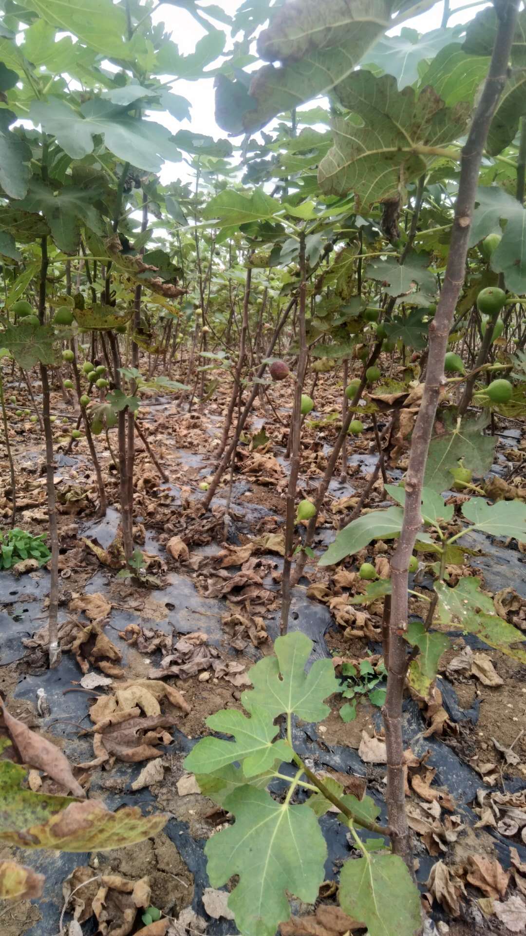 花果苗圖片/花果苗樣板圖 (1)