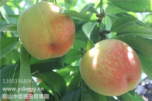 水蜜桃的功效圖片