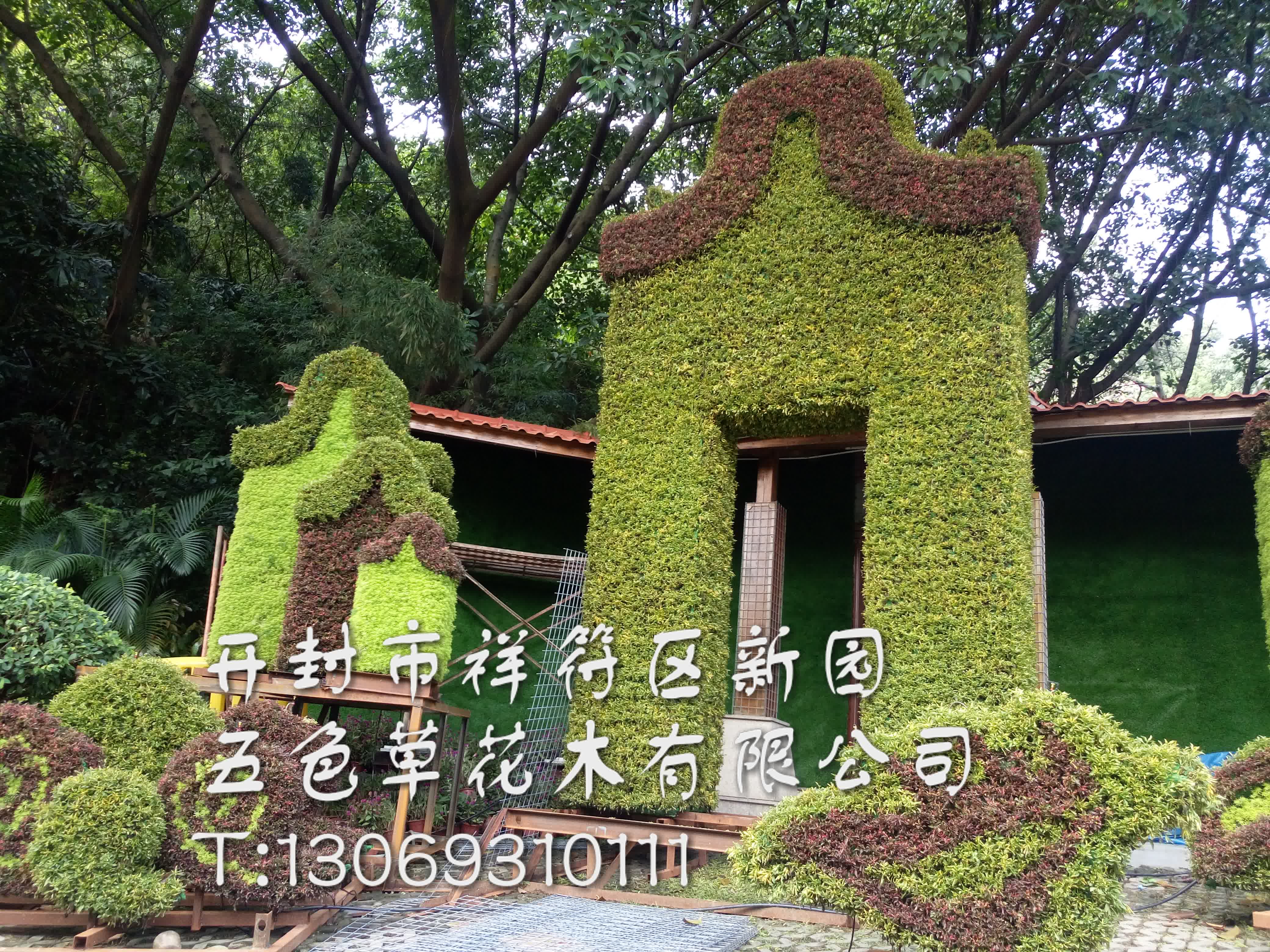 五色草圖片/五色草樣板圖 (4)