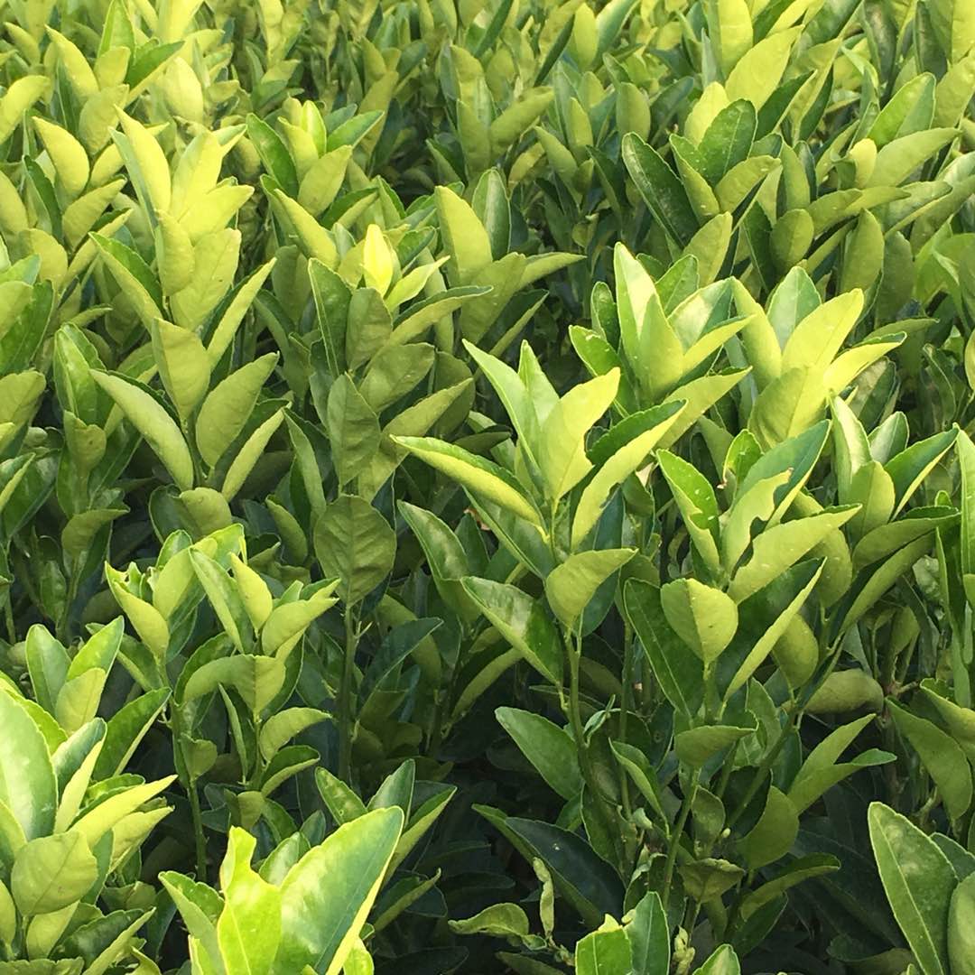 改良圖片/改良樣板圖 (1)