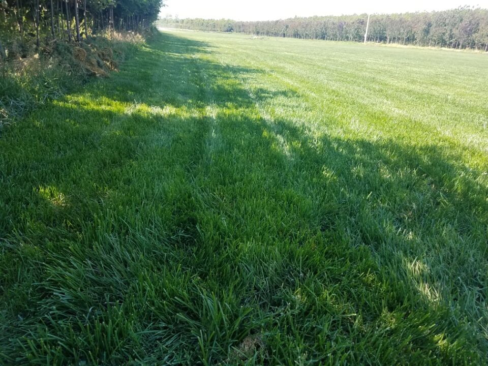 園林綠化工程圖片/園林綠化工程樣板圖 (4)