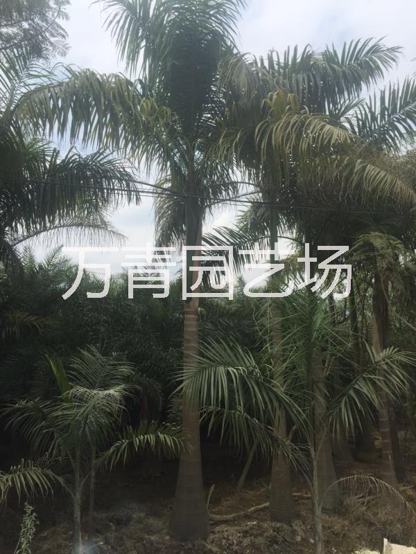 大王椰子圖片/大王椰子樣板圖 (1)