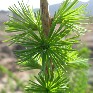 落葉松樹苗圖片/落葉松樹苗樣板圖 (1)