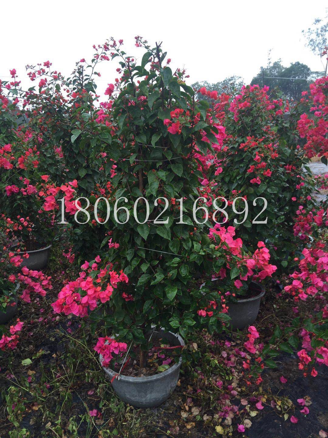 云南粉紅三角梅批發(fā)圖片/云南粉紅三角梅批發(fā)樣板圖 (3)