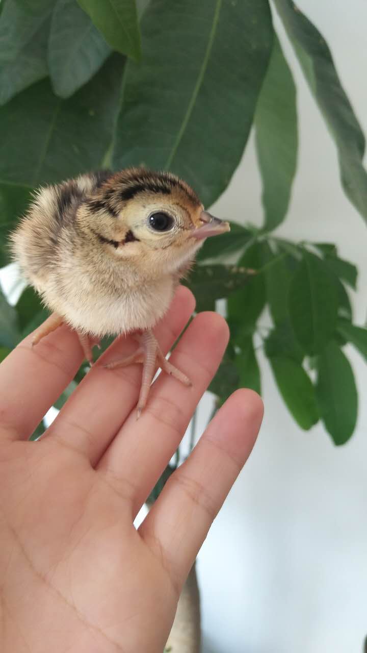 美國七彩山雞苗價格圖片