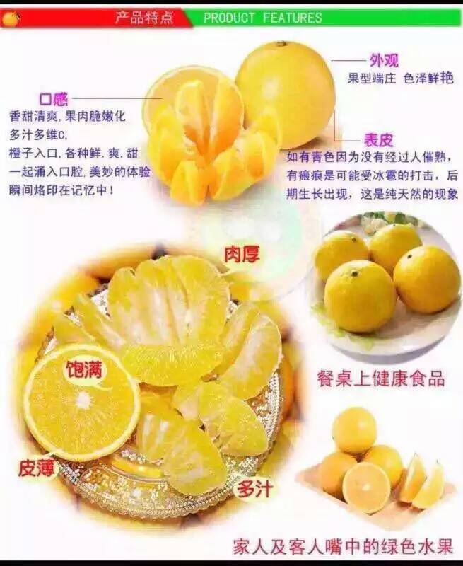 冰糖橙子廠家直銷 冰糖橙樹苗 永興冰糖橙