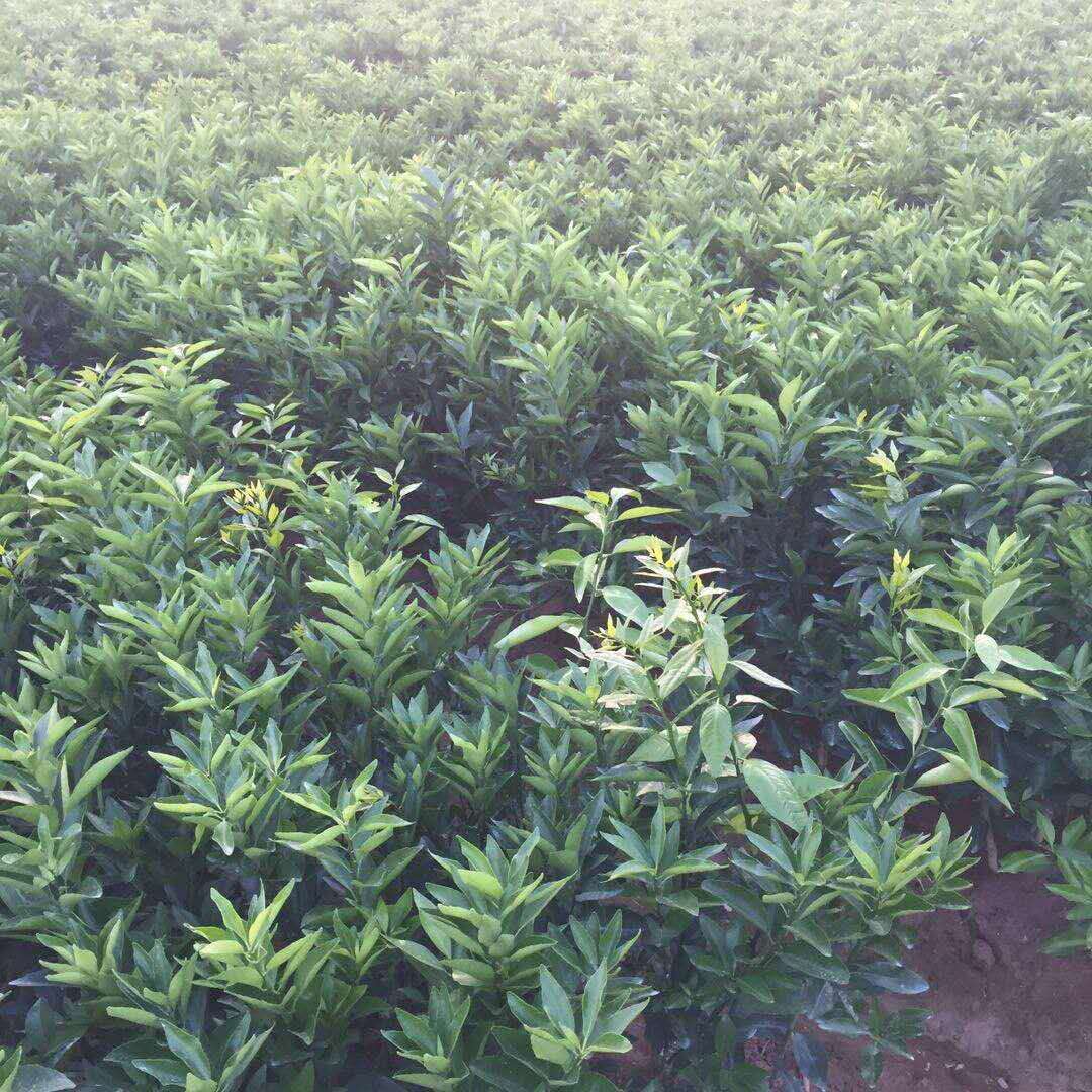 沃柑苗 廣西沃柑苗基地 廣西荔浦沃柑苗批發(fā) 廣西沃柑苗廠家