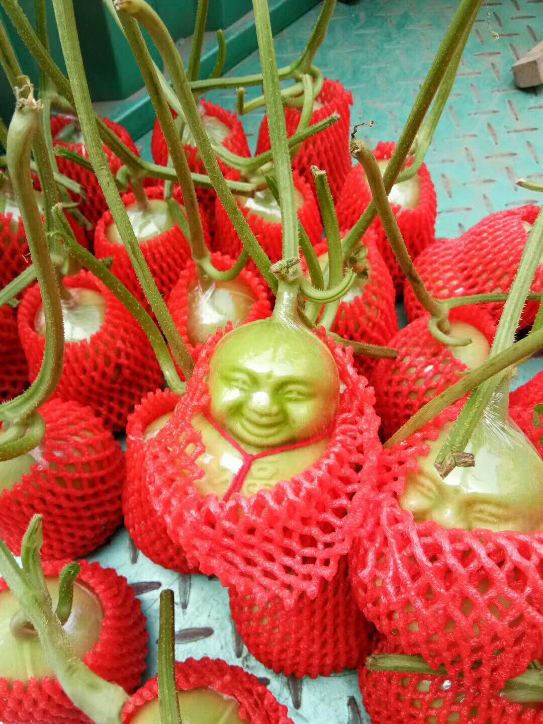 山東人參果價(jià)格、山東果蔬種植合作社、莘縣人參果基地、莘縣香瓜甜瓜