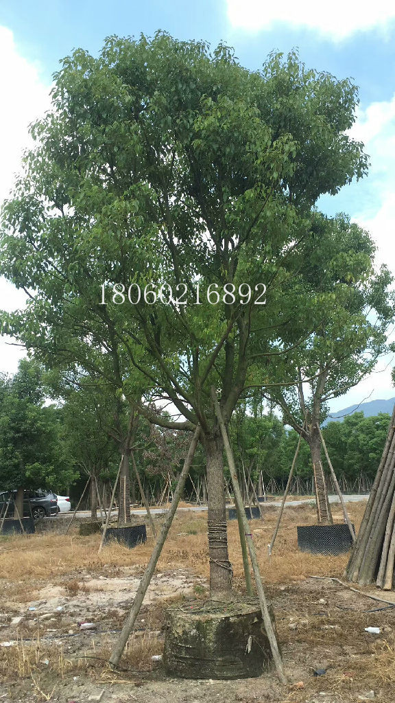 湖南香樟圖片/湖南香樟樣板圖 (1)