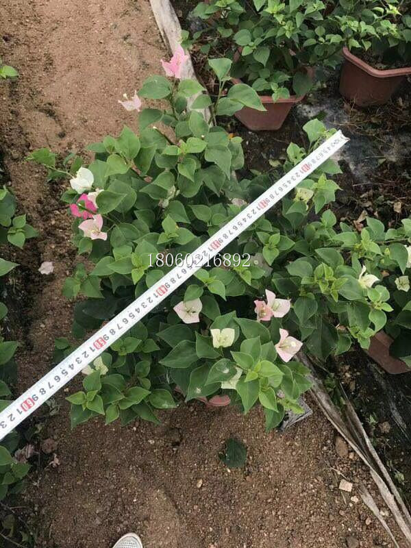 重慶櫻花三角梅價格圖片/重慶櫻花三角梅價格樣板圖 (4)