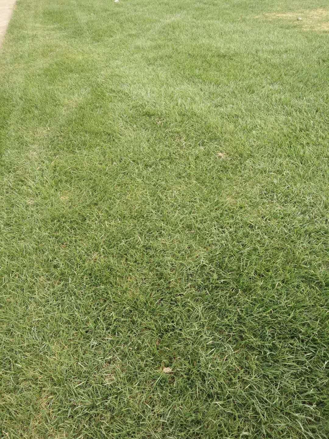 百慕大草坪圖片/百慕大草坪樣板圖 (4)