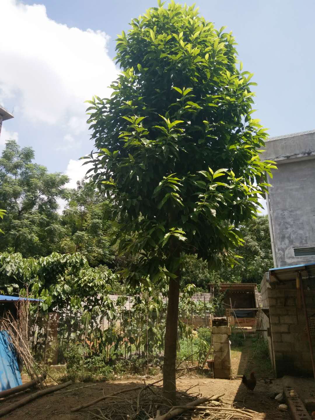 白蘭花圖片/白蘭花樣板圖 (1)