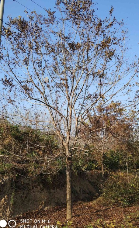 核桃樹(shù)圖片/核桃樹(shù)樣板圖 (3)