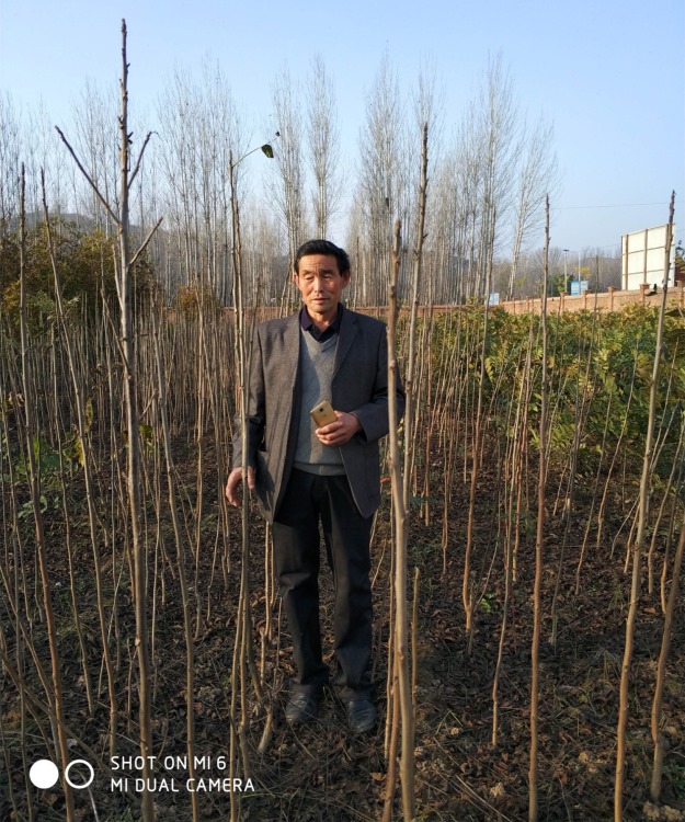 黑核桃圖片/黑核桃樣板圖 (1)