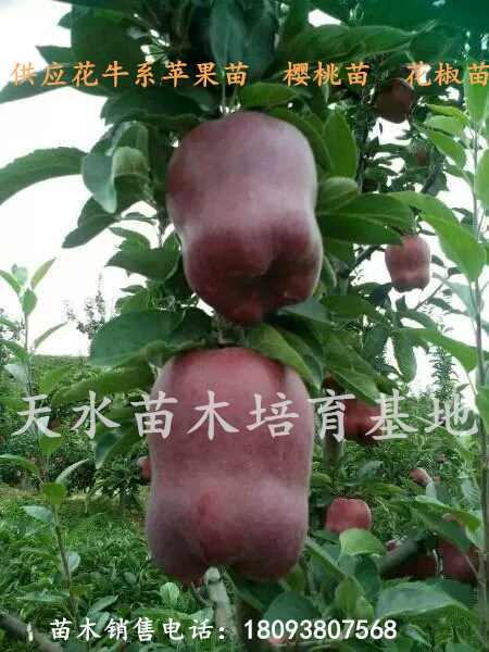 花牛蘋(píng)果苗什么時(shí)間可以種 花牛蘋(píng)圖片/花牛蘋(píng)果苗什么時(shí)間可以種 花牛蘋(píng)樣板圖 (3)