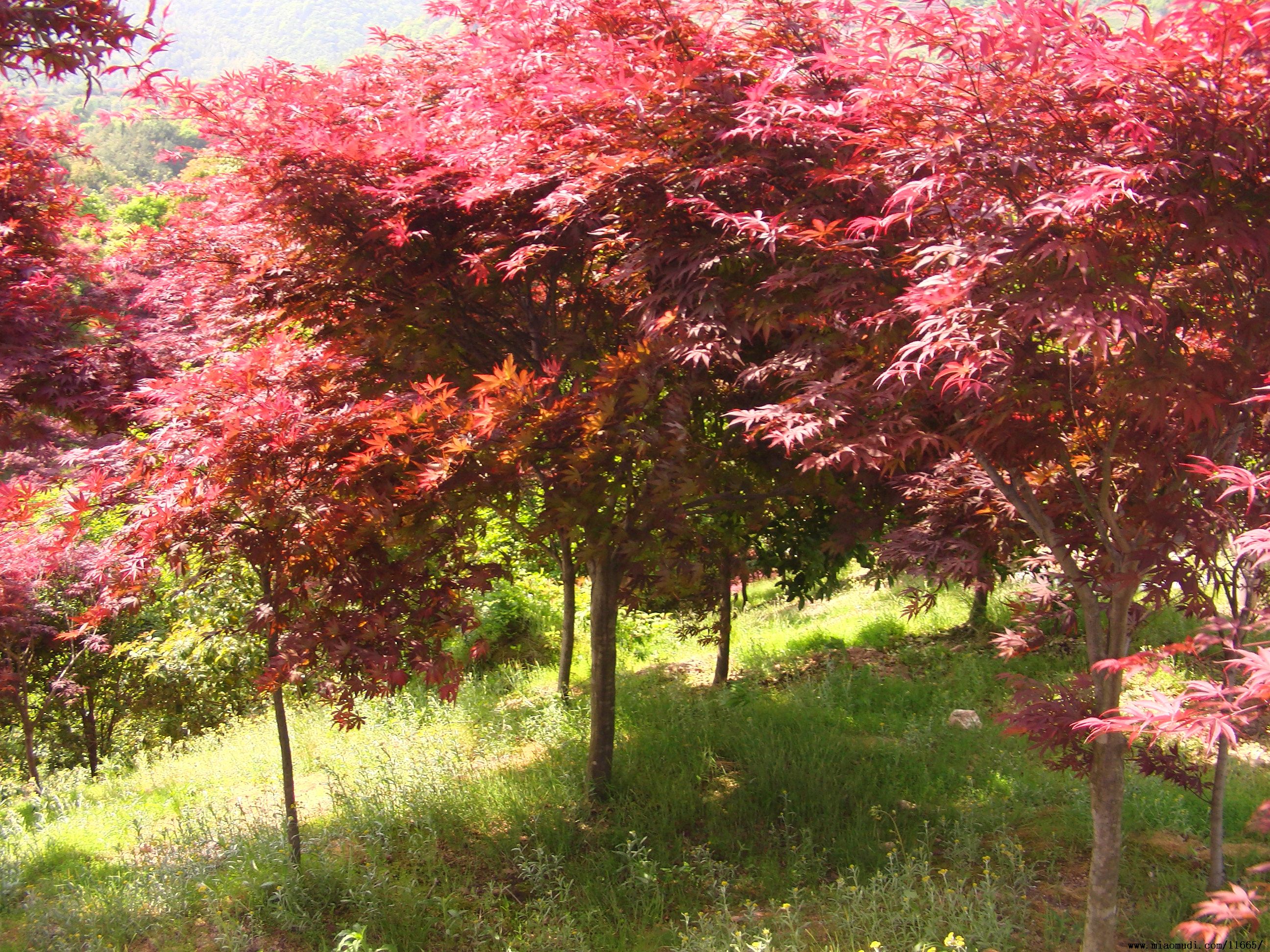 廣西紅楓樹 大紅楓價格 紅楓樹價格