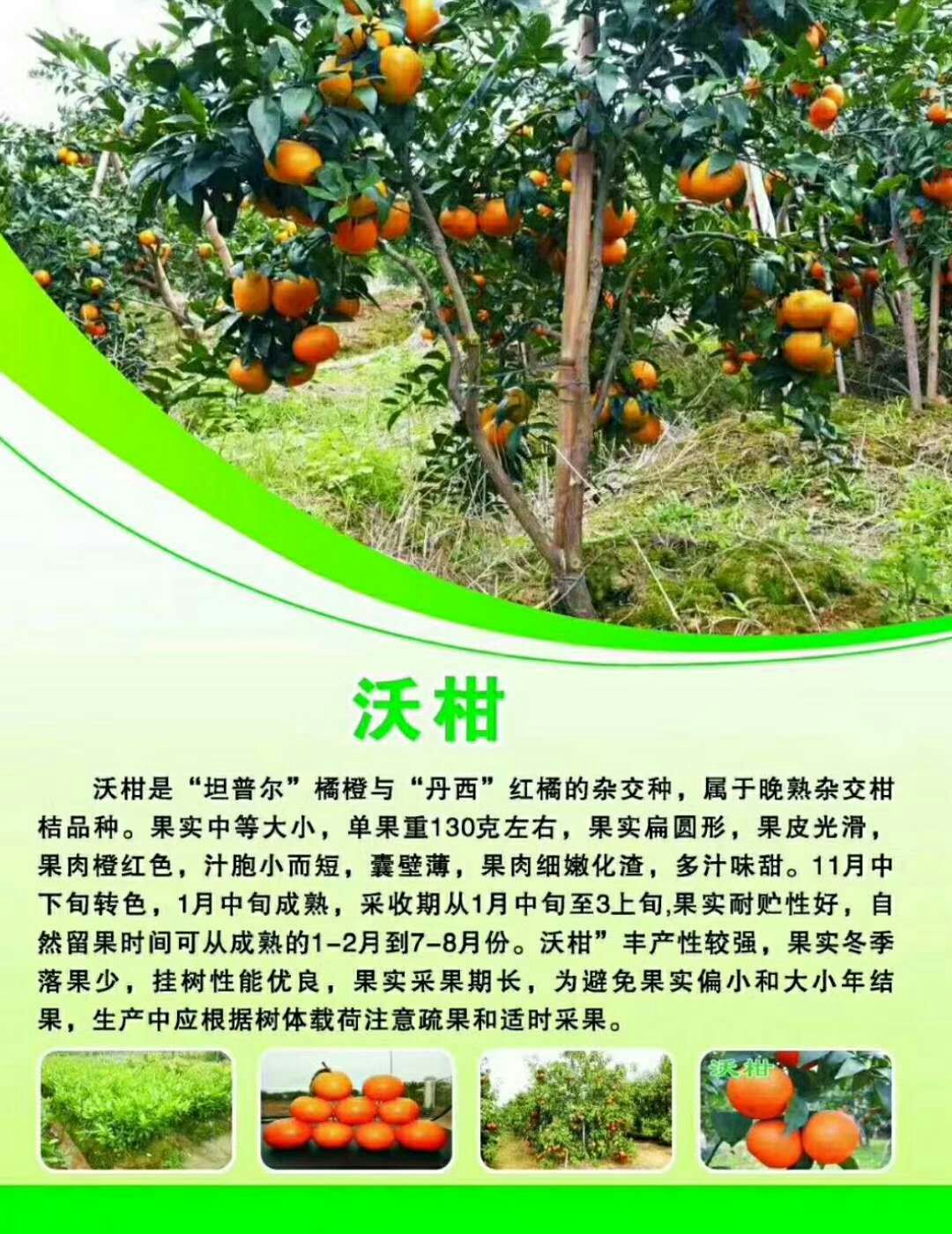 沃柑圖片/沃柑樣板圖 (1)