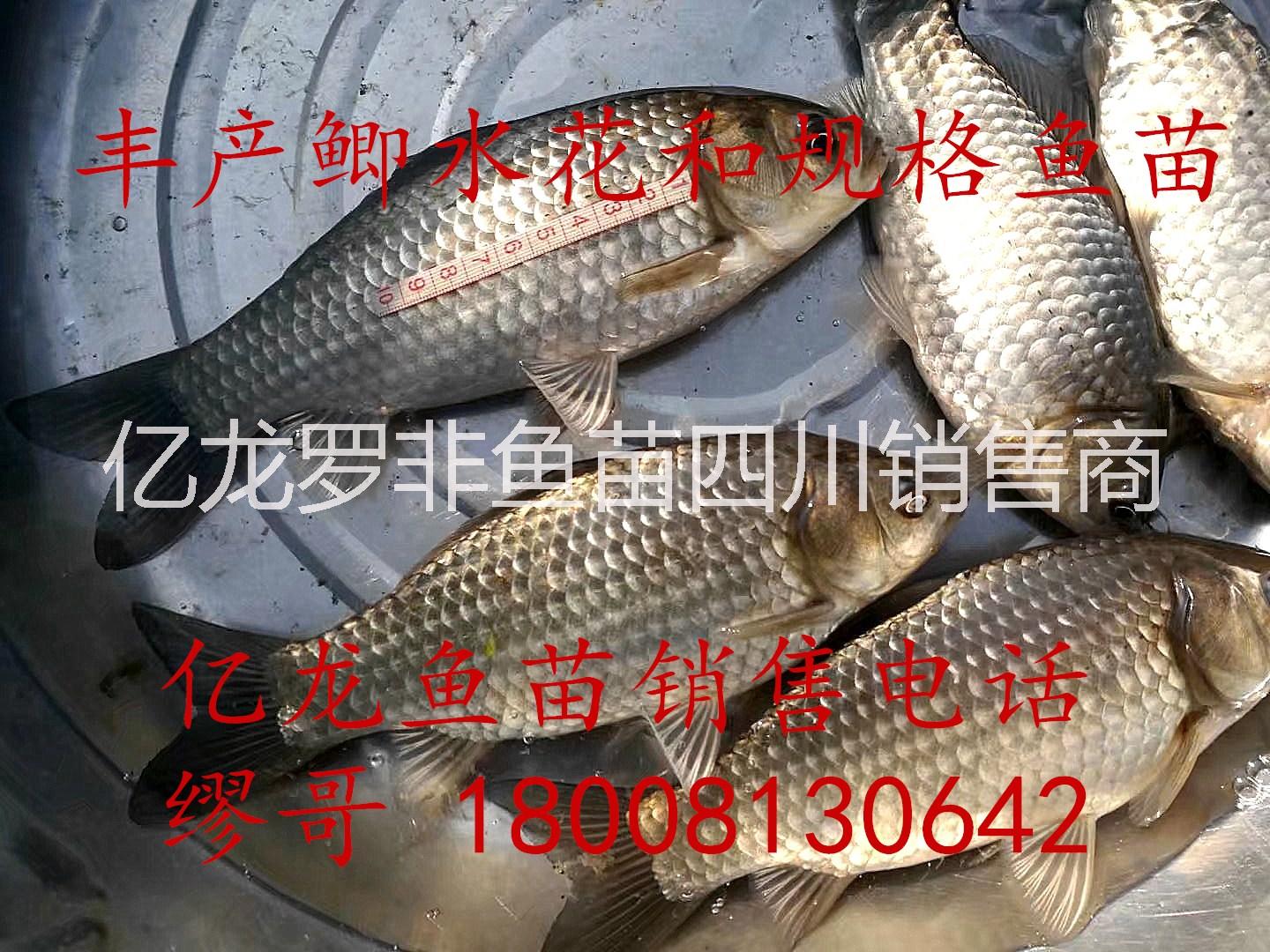 鯽魚圖片/鯽魚樣板圖 (4)