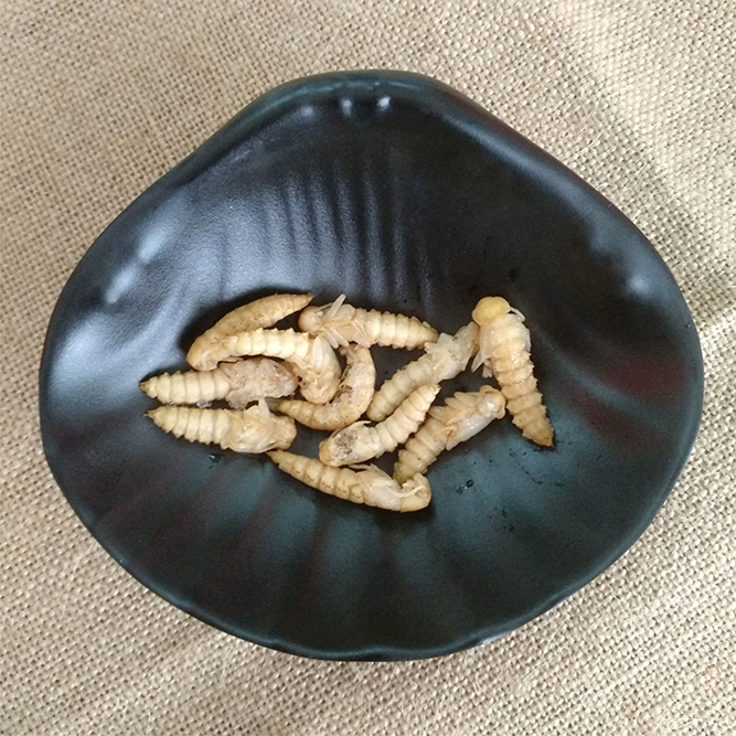 大麥蛹圖片/大麥蛹樣板圖 (4)