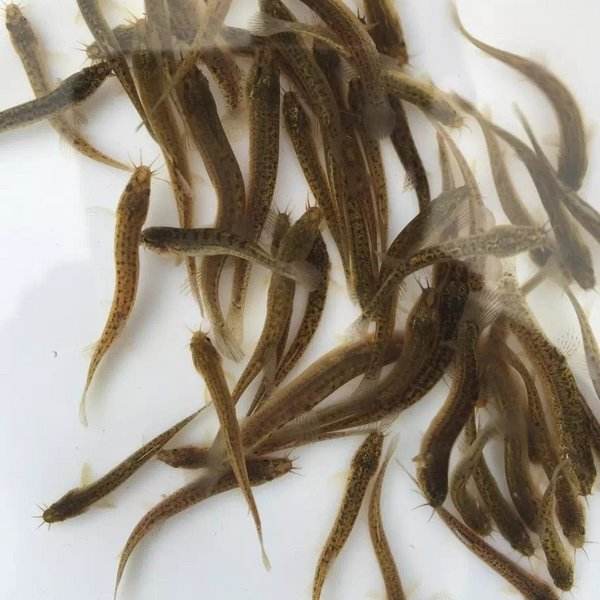 泥鰍苗圖片/泥鰍苗樣板圖 (4)