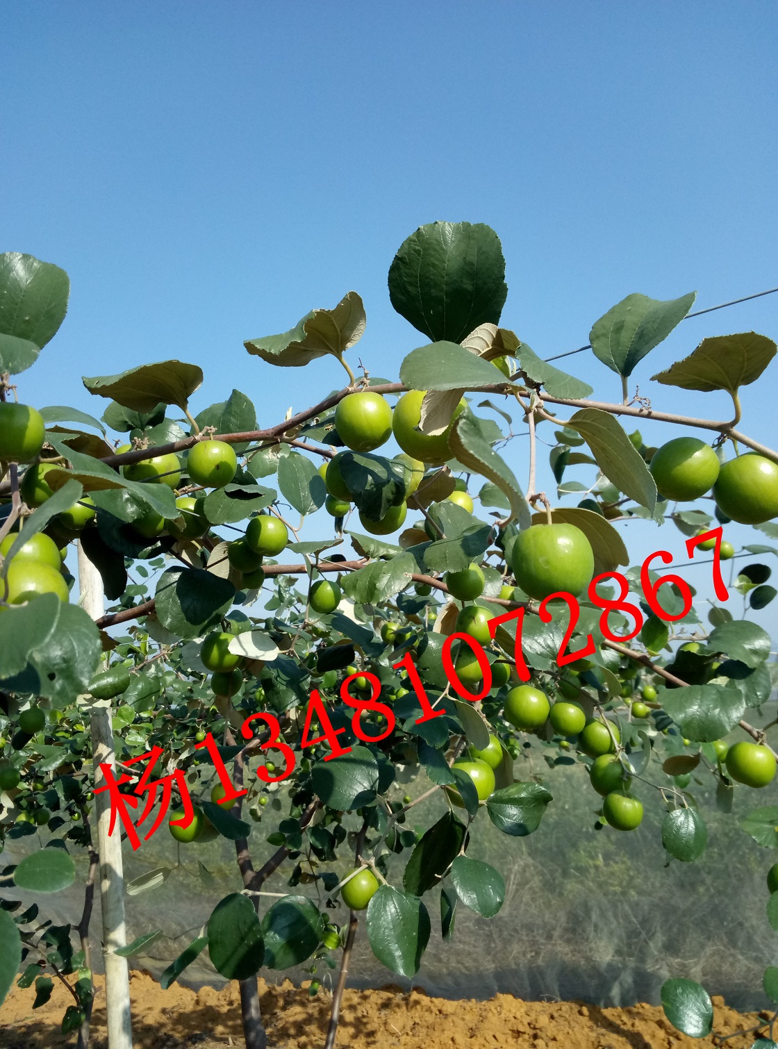 大量批發(fā) 臺灣大青棗苗 臺灣蘋果棗新品種苗