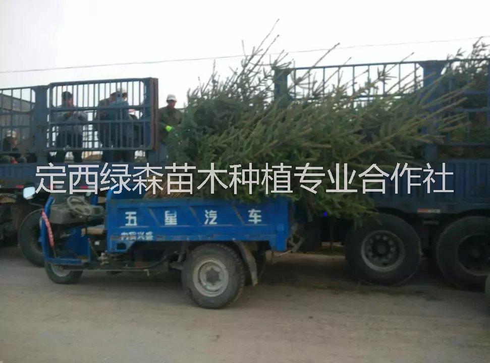 甘肅云杉圖片/甘肅云杉樣板圖 (2)