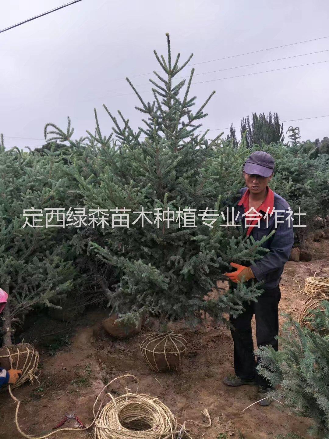 甘肅云杉圖片/甘肅云杉樣板圖 (1)