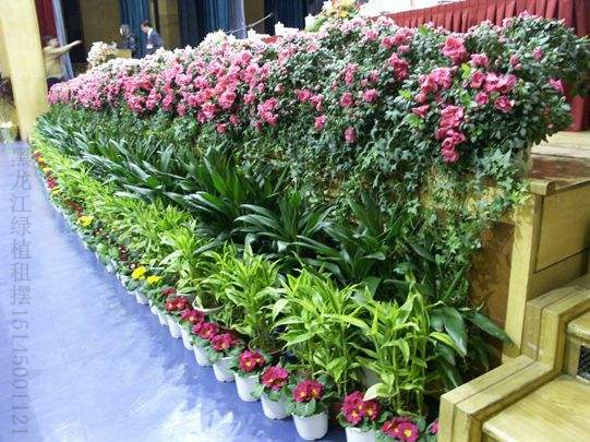 佳木斯綠植花卉租賃租擺圖片