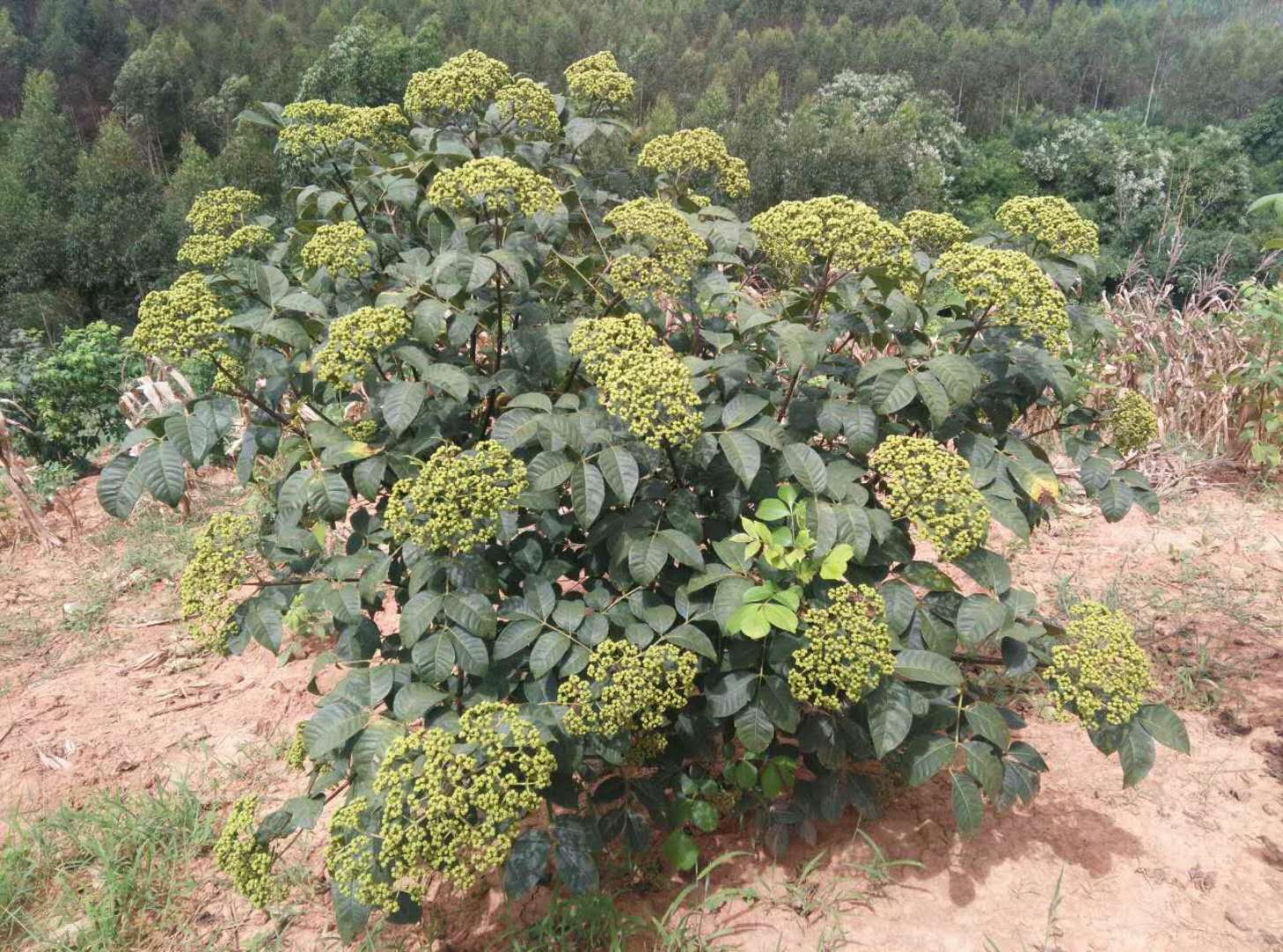 中花吴茱萸苗 广西中花吴茱萸苗，广西中花吴茱萸苗价格