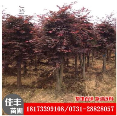 湖南紅楓圖片/湖南紅楓樣板圖 (2)