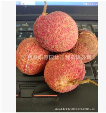 荔枝苗圖片/荔枝苗樣板圖 (2)